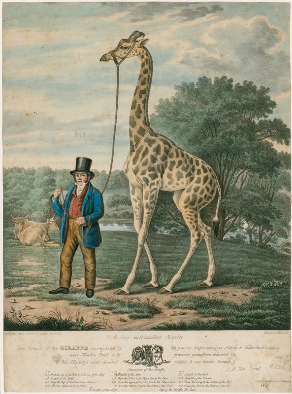 जिराफ का पोर्ट्रेट, 1827 द्वारा अब्राहम ब्रुइनिंग वान वॉरेल