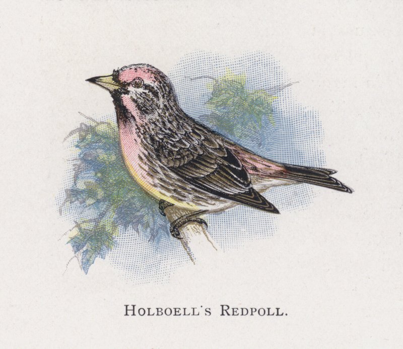 Holboells Redpoll द्वारा अलेक्जेंडर फ्रांसिस लिडॉन