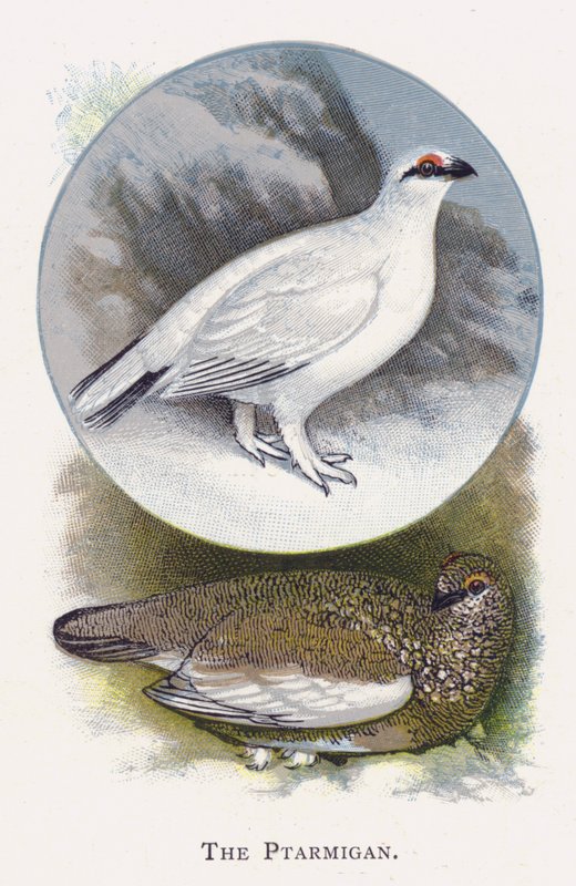 Ptarmigan द्वारा अलेक्जेंडर फ्रांसिस लिडॉन