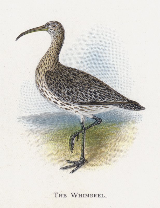 The Whimbrel द्वारा अलेक्जेंडर फ्रांसिस लिडॉन