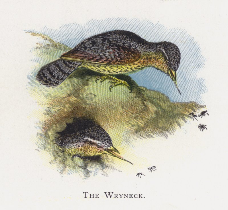 Wryneck द्वारा अलेक्जेंडर फ्रांसिस लिडॉन