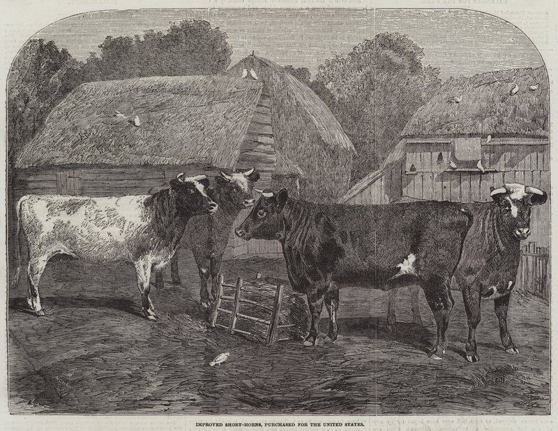 बेहतर शॉर्ट-हॉर्न्स, संयुक्त राज्य अमेरिका के लिए खरीदे गए द्वारा अल्फ्रेड कोर्टबॉल्ड