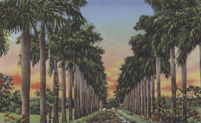 Calle Palmas, Royal Palms Avenue (रंगीन फोटो) द्वारा अमेरिकी फोटोग्राफर