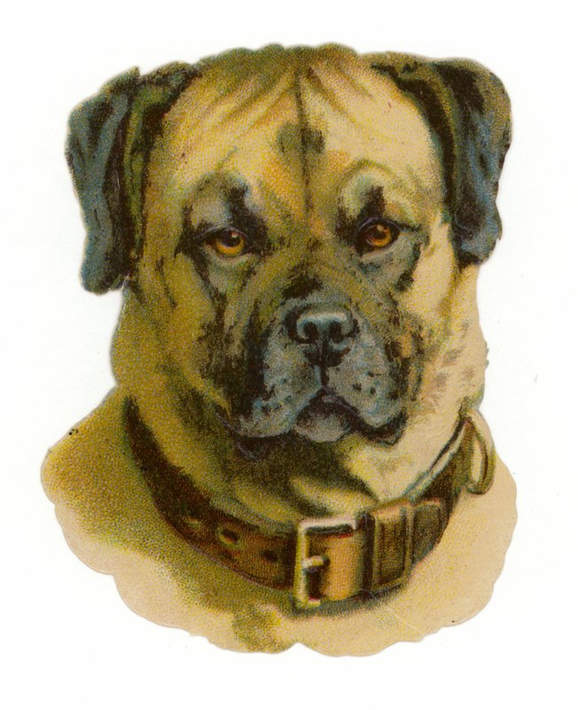 Rottweiler कुत्ता सिर द्वारा अमेरिकी स्कूल