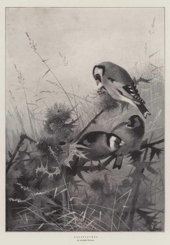 goldfinches द्वारा आर्चीबाल्ड थोरबर्न