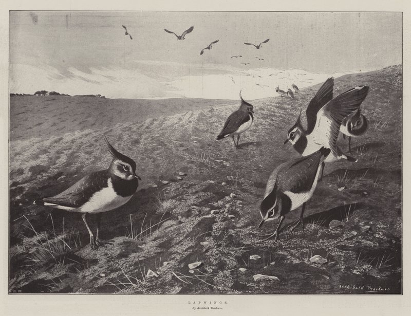 Lapwings द्वारा आर्चीबाल्ड थोरबर्न