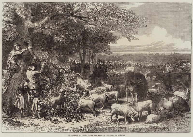 Bois de Boulogne में पेरिस की रक्षा, मवेशी और भेड़ द्वारा आर्थर हॉपकिंस