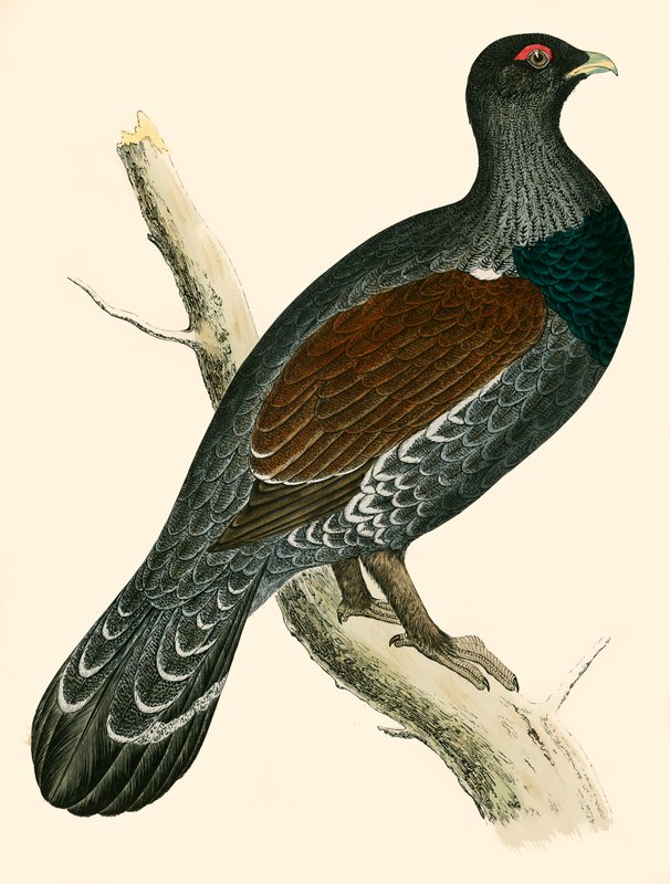 Capercaillie द्वारा बेवर्ली आर मॉरिस