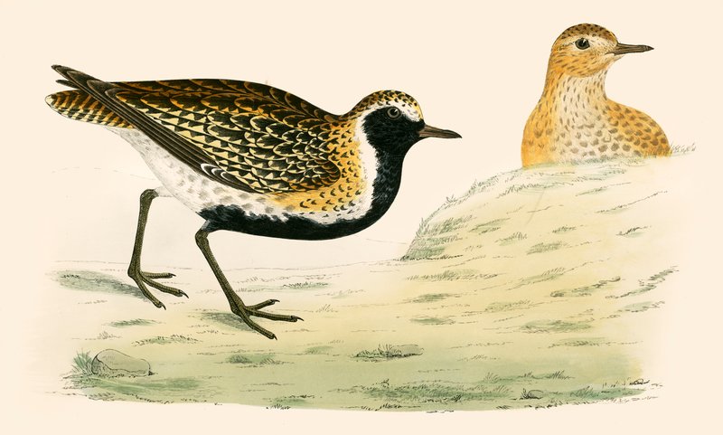गोल्डन प्लोवर द्वारा बेवर्ली आर मॉरिस