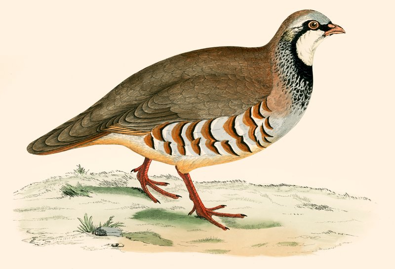रेड लेग्ड पर्ट्रिज द्वारा बेवर्ली आर मॉरिस