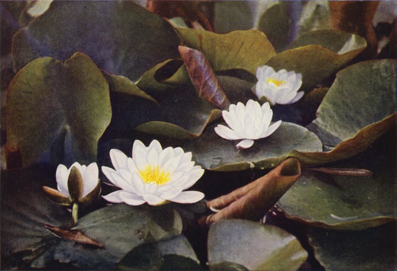  द्वारा चार्ल्स एसशेन कॉर्क