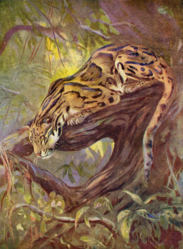  द्वारा कटहबर्ट एडमंड स्वान