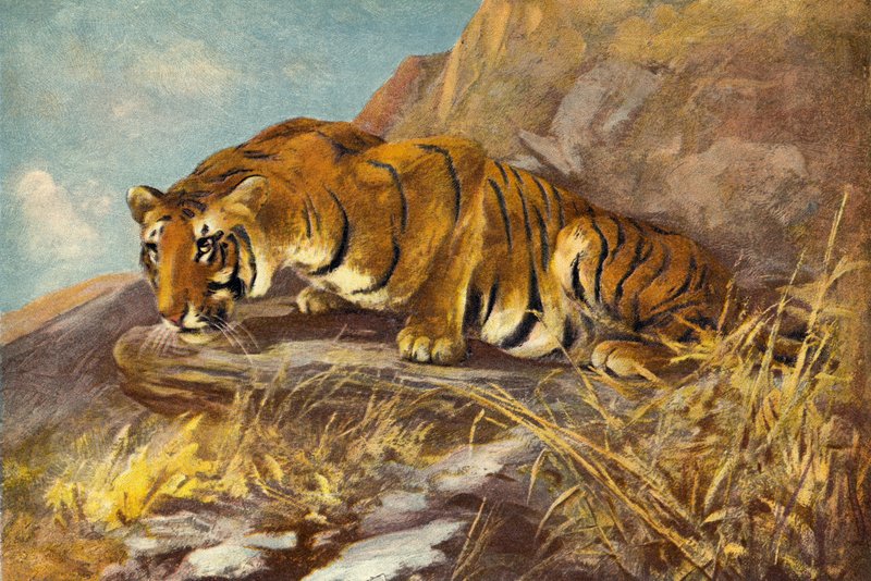 उसके अगले भोजन के लिए देख रहे हैं द्वारा कटहबर्ट एडमंड स्वान