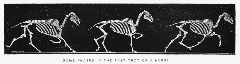 Eadweard Muybridge: घोड़े की तेज़ चाल में कुछ चरण (b/w फोटो) द्वारा एडवियर्ड मुयब्रिज