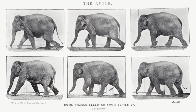 एडरवियर Muybridge: द एम्बल द्वारा एडवियर्ड मुयब्रिज