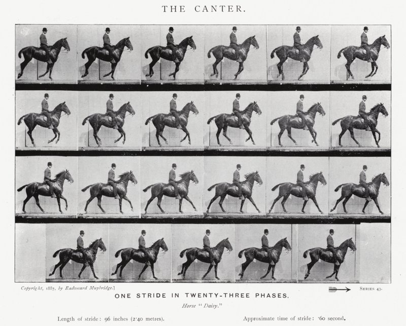 एडरवियर Muybridge: कैंटर द्वारा एडवियर्ड मुयब्रिज