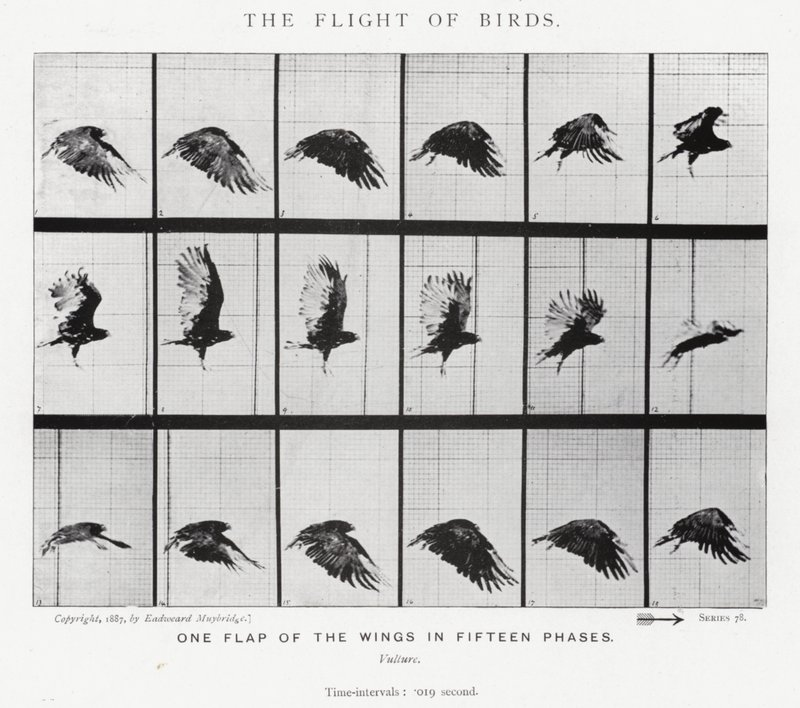 Eadweard Muybridge: पक्षियों की उड़ान (b/w फोटो) द्वारा एडवियर्ड मुयब्रिज