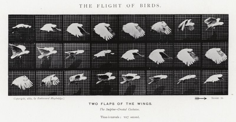 Eadweard Muybridge: पक्षियों की उड़ान (b/w फोटो) द्वारा एडवियर्ड मुयब्रिज