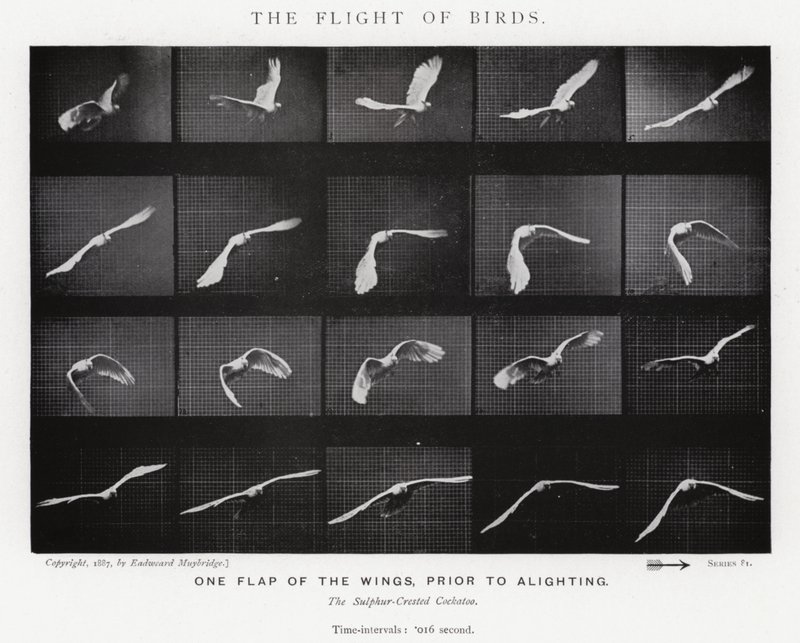 Eadweard Muybridge: पक्षियों की उड़ान (b/w फोटो) द्वारा एडवियर्ड मुयब्रिज