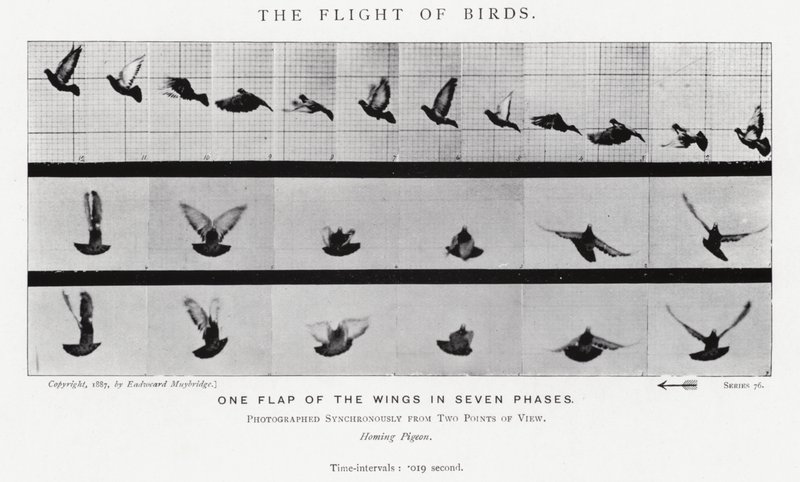 Eadweard Muybridge: पक्षियों की उड़ान (b/w फोटो) द्वारा एडवियर्ड मुयब्रिज
