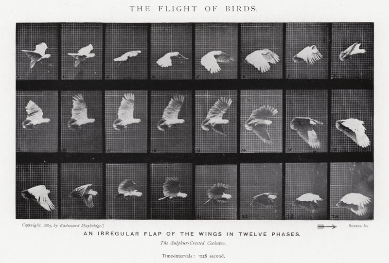 Eadweard Muybridge: पक्षियों की उड़ान (b/w फोटो) द्वारा एडवियर्ड मुयब्रिज
