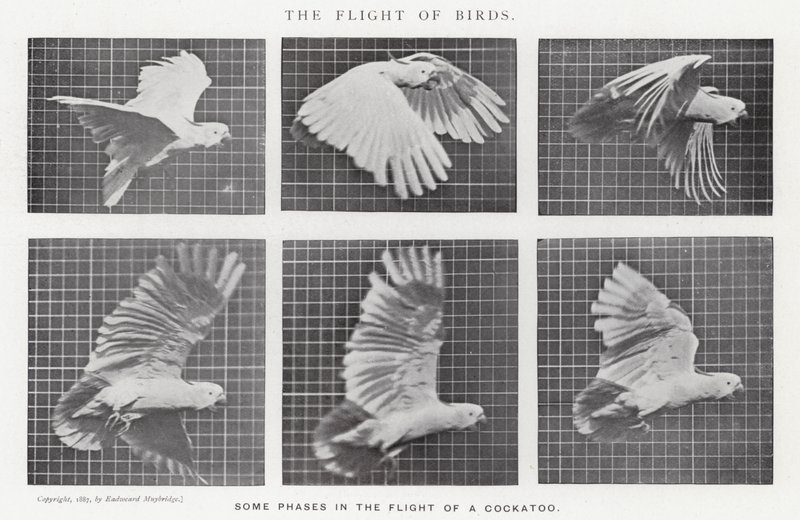 Eadweard Muybridge: पक्षियों की उड़ान (b/w फोटो) द्वारा एडवियर्ड मुयब्रिज