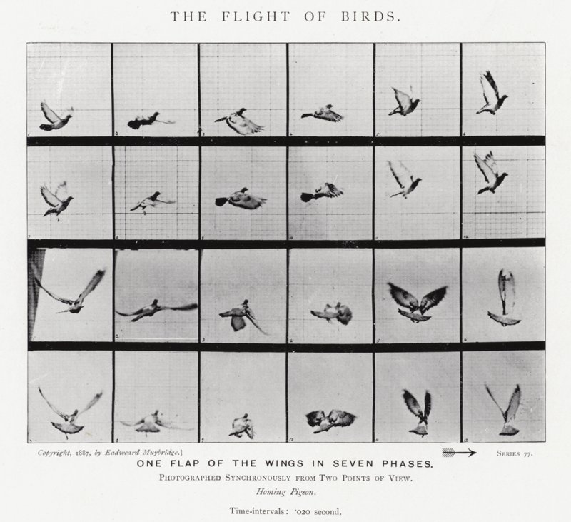 Eadweard Muybridge: पक्षियों की उड़ान (b/w फोटो) द्वारा एडवियर्ड मुयब्रिज