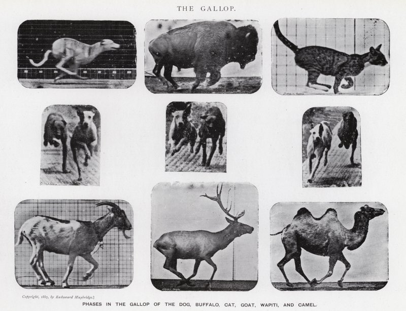 एडवेर्ड मुयब्रिज: द गैलप (बी / डब्ल्यू फोटो) द्वारा एडवियर्ड मुयब्रिज