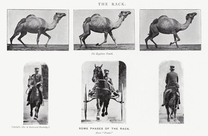 एडरवियर Muybridge: रैक द्वारा एडवियर्ड मुयब्रिज