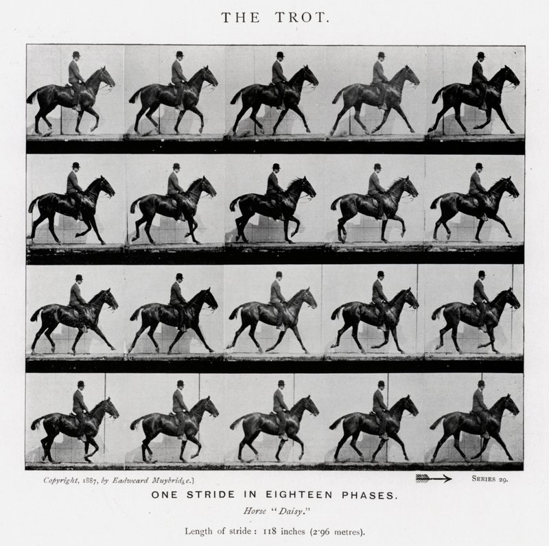 एडरवियर Muybridge: द ट्रॉट द्वारा एडवियर्ड मुयब्रिज