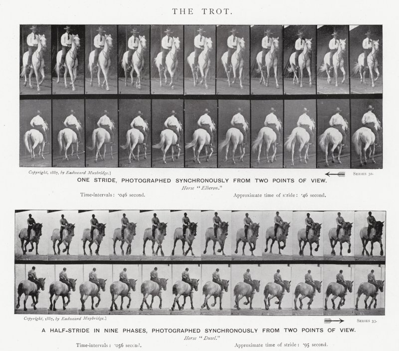 एडरवियर Muybridge: द ट्रॉट द्वारा एडवियर्ड मुयब्रिज