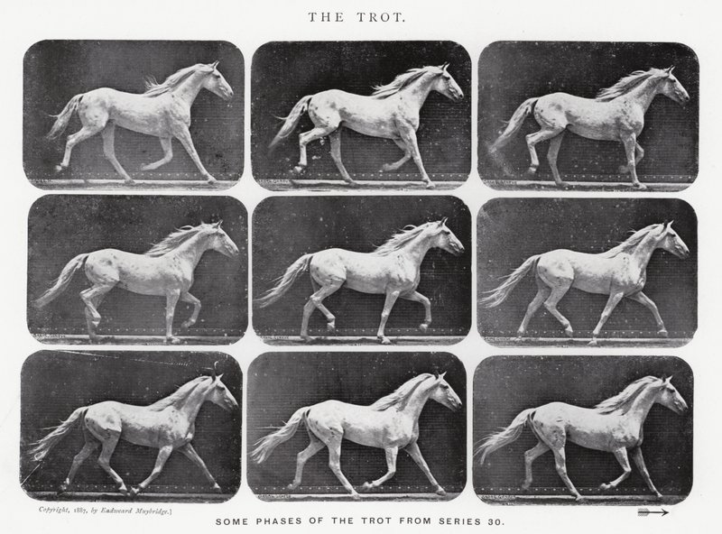एडरवियर Muybridge: द ट्रॉट द्वारा एडवियर्ड मुयब्रिज