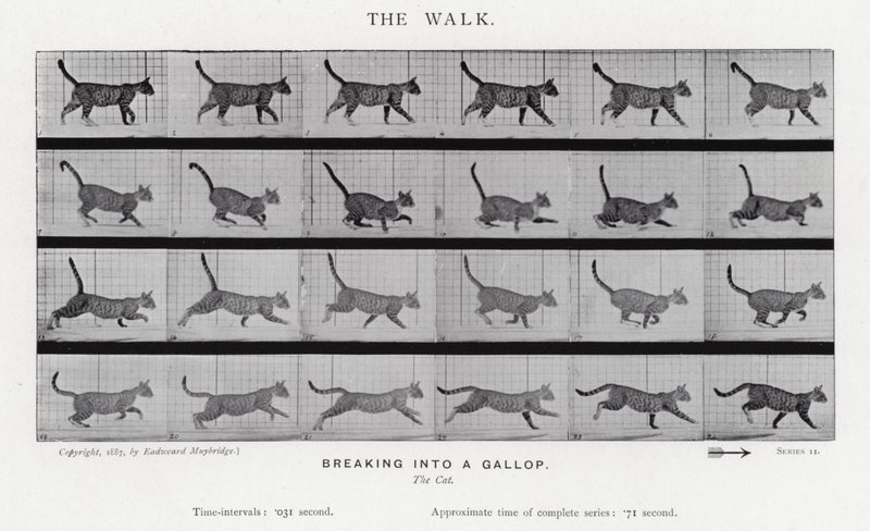 एडरवियर Muybridge: द वॉक द्वारा एडवियर्ड मुयब्रिज