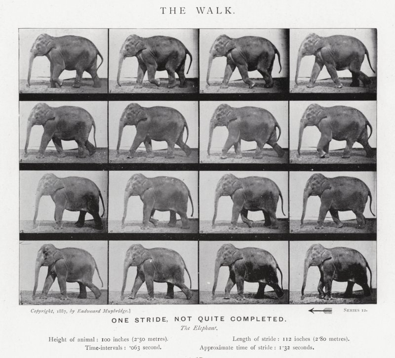 एडरवियर Muybridge: द वॉक द्वारा एडवियर्ड मुयब्रिज
