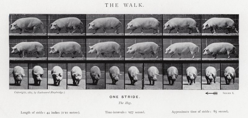 एडरवियर Muybridge: द वॉक द्वारा एडवियर्ड मुयब्रिज