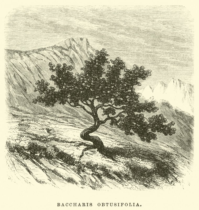 Baccharis obtusifolia द्वारा एडौर्ड रिउ