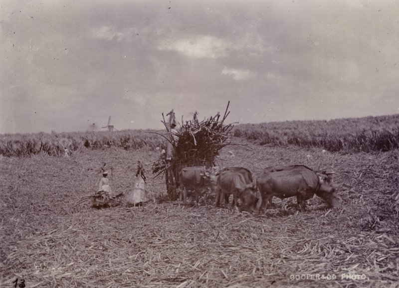 चीनी बागान, बारबाडोस, 1880 द्वारा अंग्रेजी फोटोग्राफर