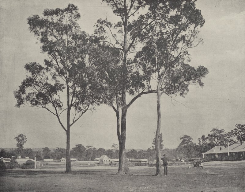 Toongabbie द्वारा अंग्रेजी फोटोग्राफर