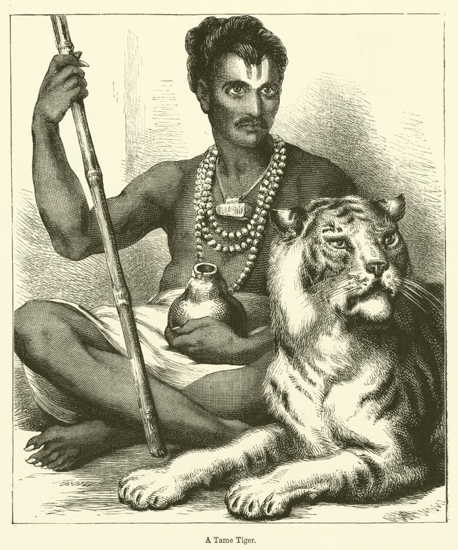 एक टेम टाइगर (उत्कीर्णन) द्वारा अंग्रेजी स्कूल