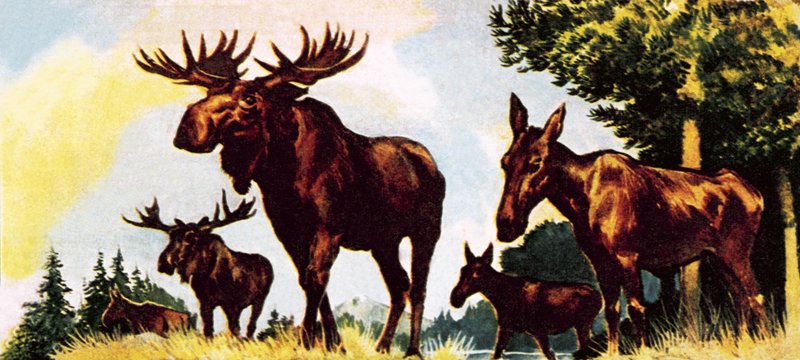 एल्क्स का एक गिरोह द्वारा अंग्रेजी स्कूल