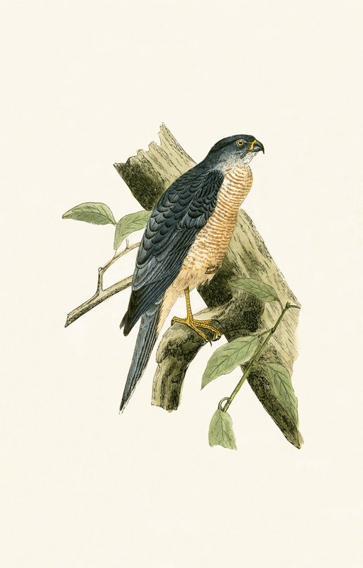 एक्सीपीटर स्फेनुरस, चार्ल्स रॉबर्ट ब्री (1811-86) द्वारा 1867 में प्रकाशित &39;ए हिस्ट्री ऑफ बर्ड्स ऑफ नॉट अ ऑब्जर्व्ड इन द ब्रिटिश आइल्स&39; का चित्रण द्वारा अंग्रेजी स्कूल