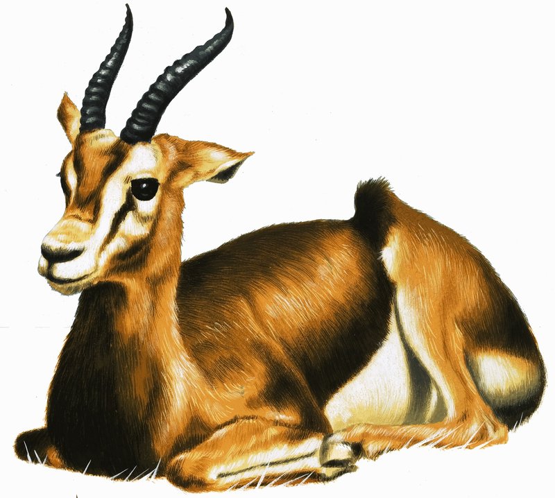 मृग द्वारा अंग्रेजी स्कूल