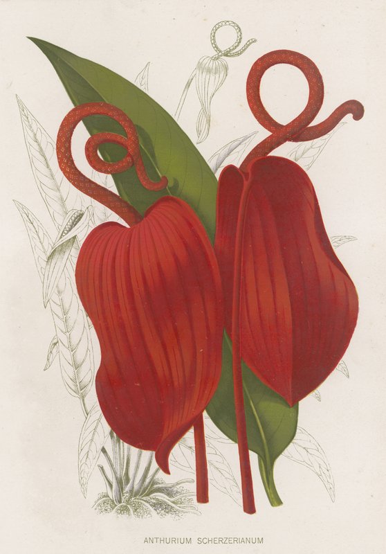 Anthurium scherzerianum द्वारा अंग्रेजी स्कूल
