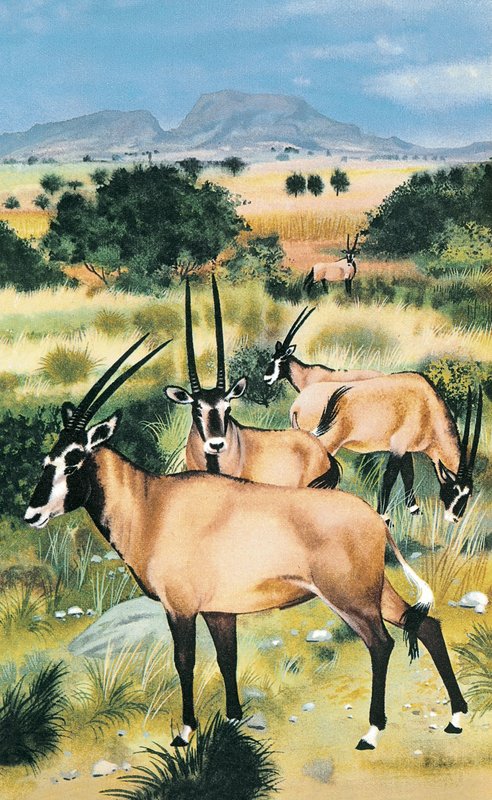 अरेबियन ऑरेक्स द्वारा अंग्रेजी स्कूल