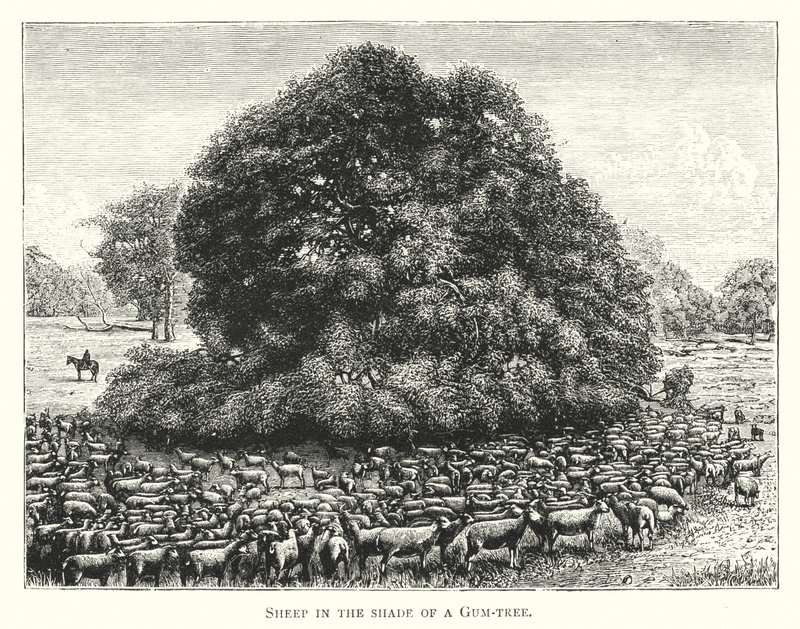 ऑस्ट्रेलिया: गोंद के पेड़ की छाया में भेड़ (उत्कीर्णन) द्वारा अंग्रेजी स्कूल