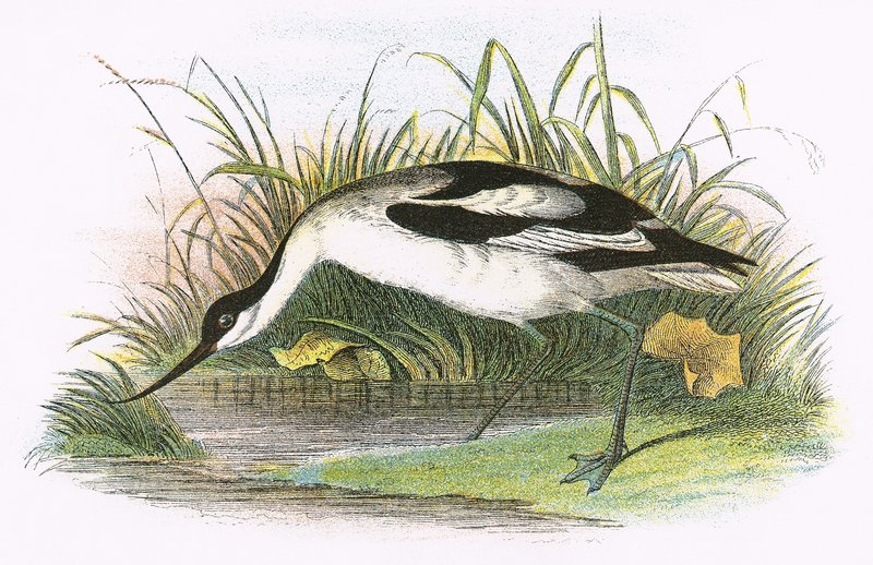 Avocet द्वारा अंग्रेजी स्कूल