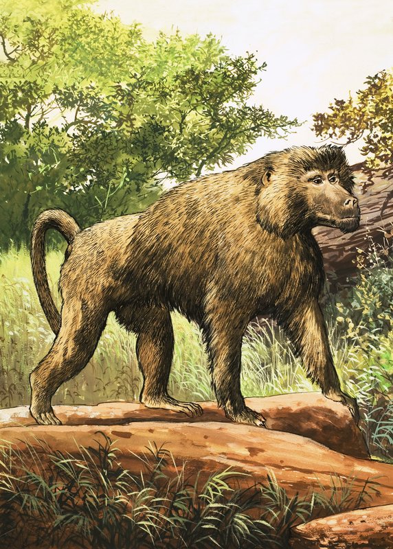 लंगूर द्वारा अंग्रेजी स्कूल