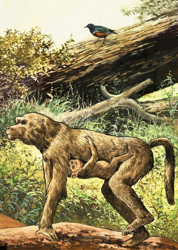 लंगूर द्वारा अंग्रेजी स्कूल
