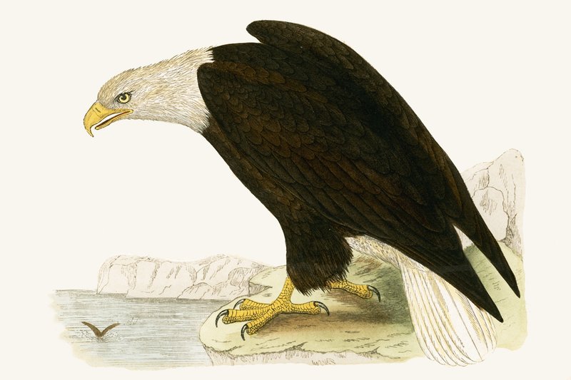 बाल्ड ईगल, चार्ल्स रॉबर्ट ब्री (1811-86) द्वारा 1867 में प्रकाशित &39;ए हिस्ट्री ऑफ द बर्ड्स ऑफ अब्जर्व्ड इन द ब्रिटिश आइल्स&39; का चित्र द्वारा अंग्रेजी स्कूल
