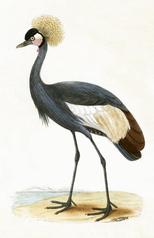 बैलेरिक क्रेन, चार्ल्स रॉबर्ट ब्री (1811-86) द्वारा 1867 में प्रकाशित &39;ए हिस्ट्री ऑफ द बर्ड्स ऑफ नॉट ऑब्जर्व्ड इन द ब्रिटिश आइल्स&39; का चित्रण द्वारा अंग्रेजी स्कूल
